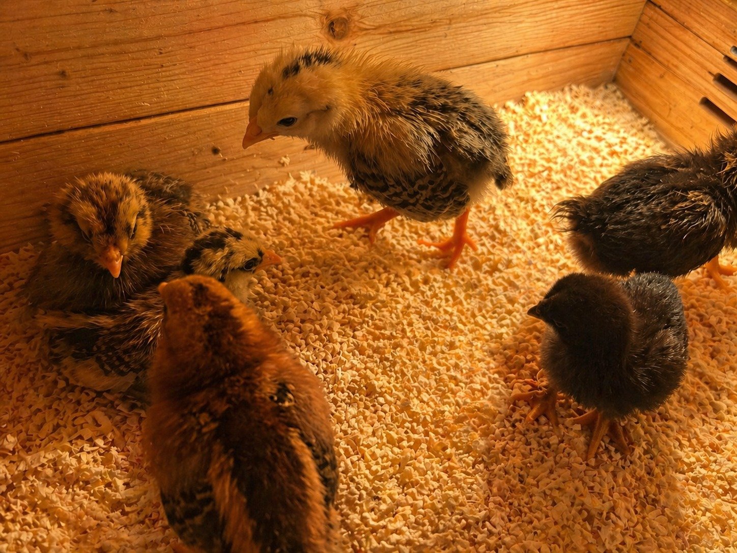 Chicks growing in a ranch brooder