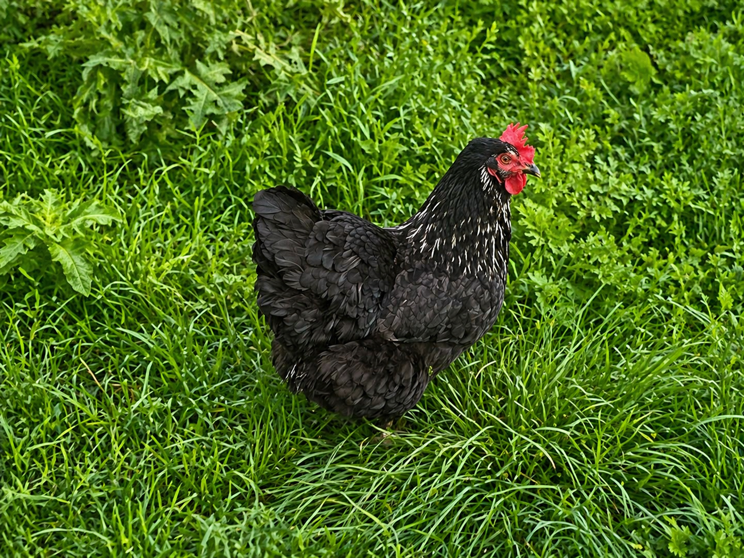 Aussie the hen
