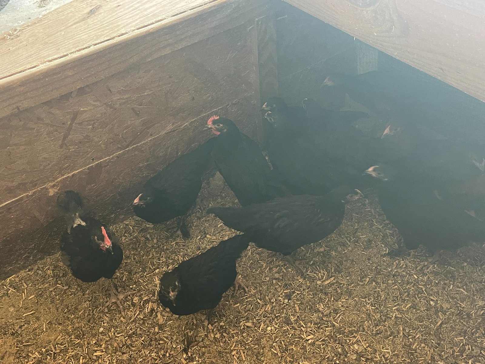 July 4, 2026 hatch baby chicks
