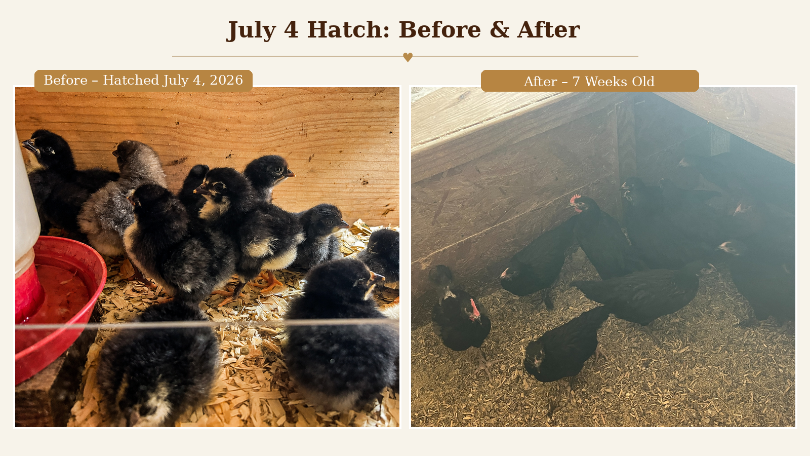 July 4 hatch before and after comparison: newly hatched chicks and the same flock at 7 weeks old