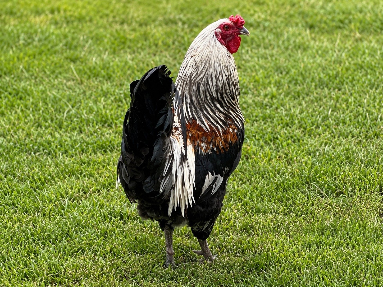Mr. Wonderful the colorful barnyard mix rooster
