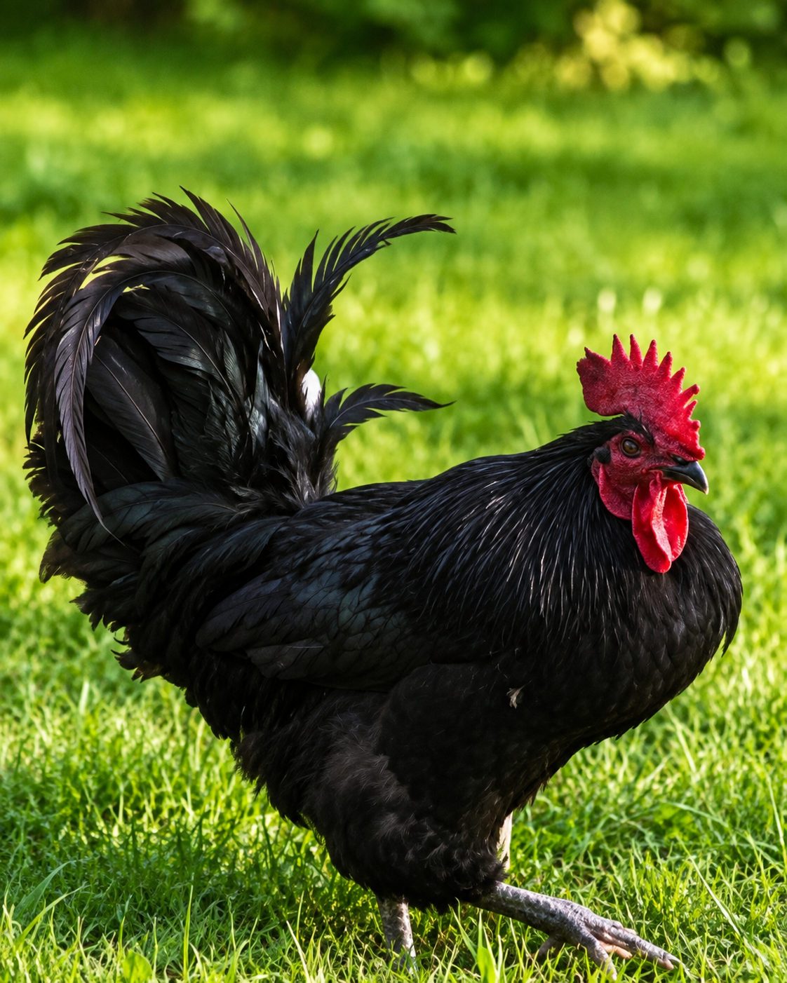 J.R. the Jersey Giant rooster